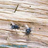 Bluebottle Flies
