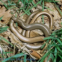 Slow-worms mating