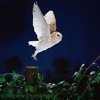 Barn Owl taking off