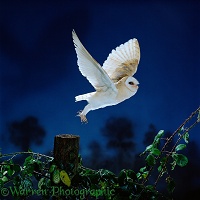 Barn Owl taking off