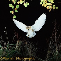 Barn Owl landing on fence post