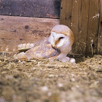 Barn Owl on nest