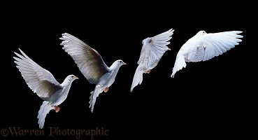 White dove in flight multiple exposure