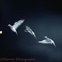 Multiple image of Domestic Pigeon in flight