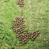 16-spot Ladybirds hibernating