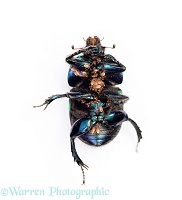 Dor Beetle underside with mites