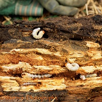 Stag Beetle larvae