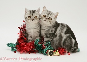 Silver tabby Exotic kittens with Christmas tinsel and bells