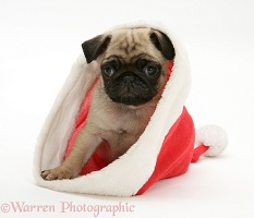 Pug pup in Santa hat