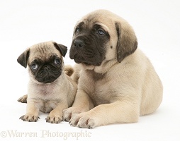 Fawn Pug pup with fawn English Mastiff pup