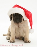 Fawn English Mastiff pup in Santa hat