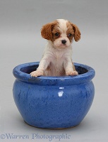 King Charles pup in a blue plant pot