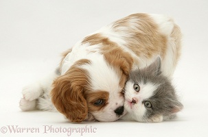 King Charles pup meets a kitten