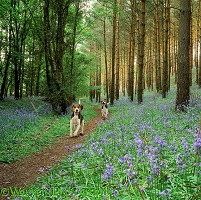 Beagles in Bluebell woods