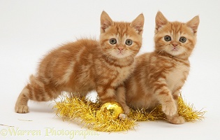 Red tabby kittens with tinsel and bauble