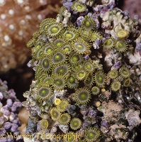 Green soft coral