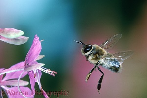 Honey Bee drone