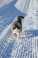 Norwegian Forest Cat walking on snow