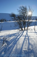 Snowy scene with stunted birches