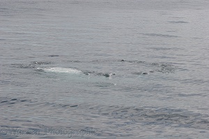 Bubbles made by Humpback Whale
