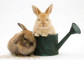 Baby rabbit in a watering can