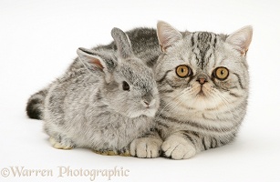 Silver Exotic cat and silver baby rabbit