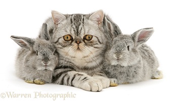 Silver Exotic cat and two silver baby rabbits