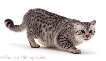 Silver spotted cat in aggressive posture