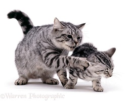 Silver tabby mum cat swipes offspring
