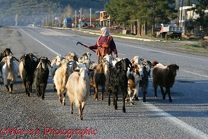 Woman walking a herd of goats along the road