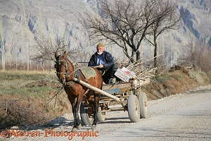 Man with horse and cart
