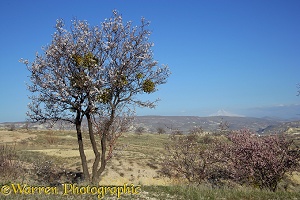 Mistletoe in an Sweet Almond tree in bloom