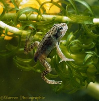 Common Frog baby