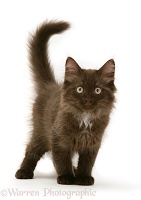 Chocolate Persian-cross kitten