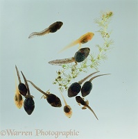 Common Frog tadpoles normal and golden-yellow morphs
