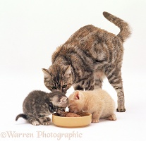 Mother cat with kittens eating