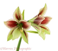 Butterfly Lily