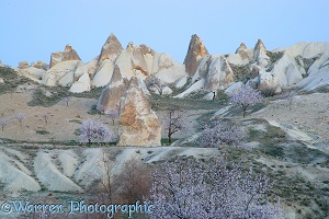 Sweet Almond blossom and fairy chimneys