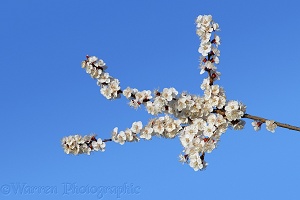 Sweet almond blossom