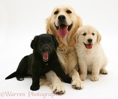 Golden Retriever with two pups