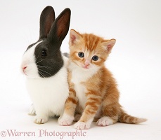 Ginger kitten with blue Dutch rabbit