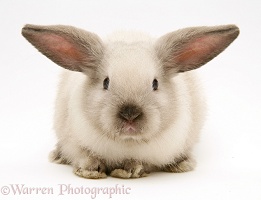 Colourpoint baby Lop rabbit