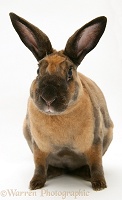 Sooty-fawn Rex rabbit