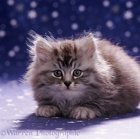Silver tabby longhair kitten