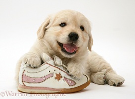 Golden Retriever pup with a child's shoe
