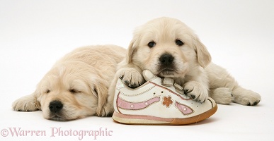Golden Retriever pups with a child's shoe