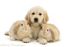 Rabbits and Retriever pup