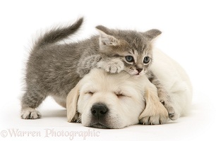 Kitten and Goldador pup