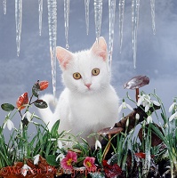 White cat and icicles