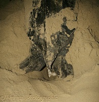Leatherback Turtle laying eggs